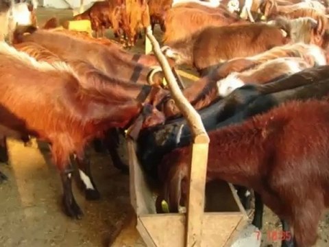 Halep kecisi fiyatları,satılık halep keci yetiştiriliçigi,halep süt verimi