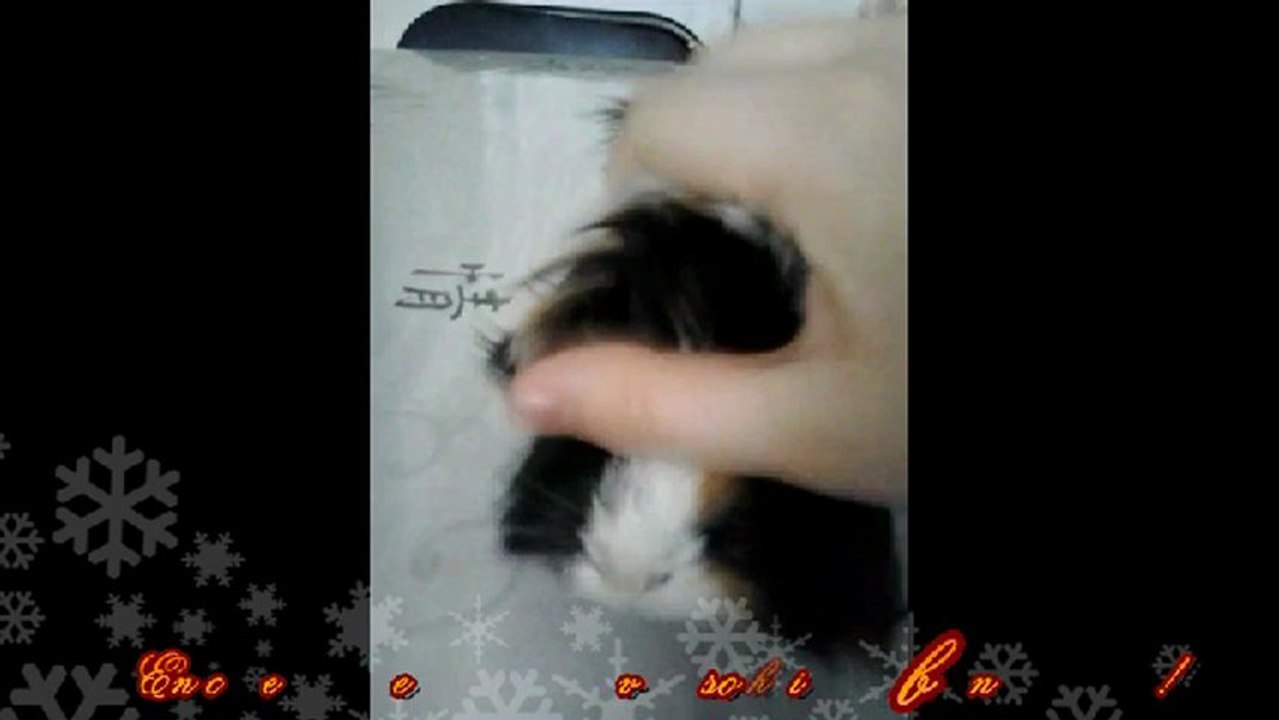 Ponpon mon cochon d'inde