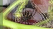 Black Widow Spiders Discovered in Shipment