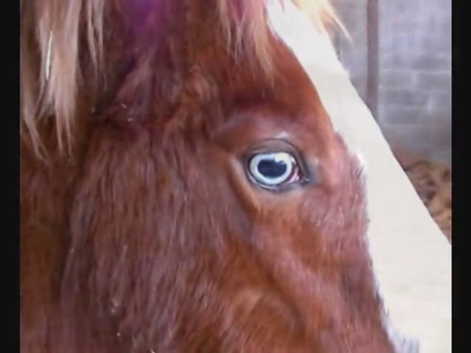 Royal Sunshine DunIt