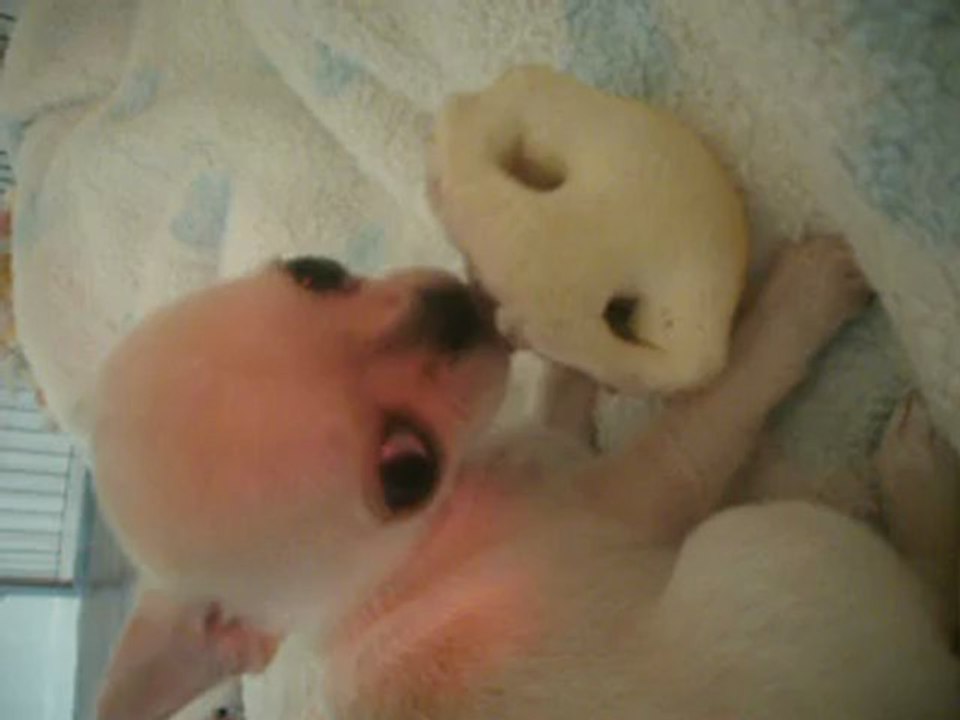 Hoera Des dunes de keremma 8 semaines