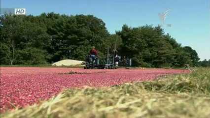 โลก 360 องศา - ทุ่งแครนเบอรี่ 17Jan13