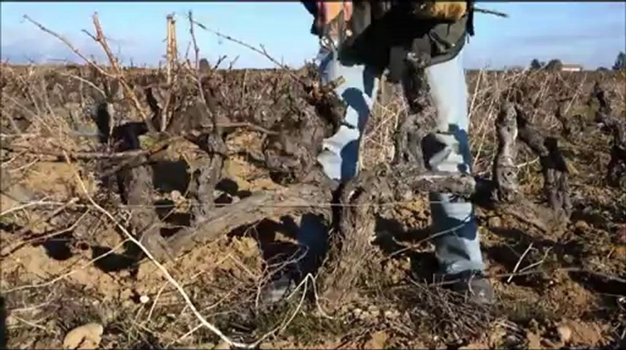 Frigoulas - Côtes du Rhône - Taille de la vigne Partie 1
