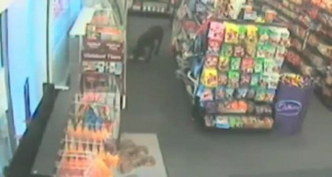 Le chien à trois pattes qui vole de la nourriture