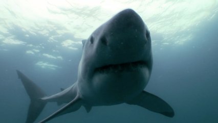 Great White Shark Bites Camera