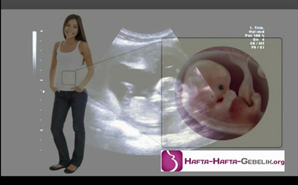 1. trimester - Hafta Hafta Gebelik - Hamilelik