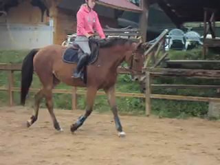 diego sur le plat au trot