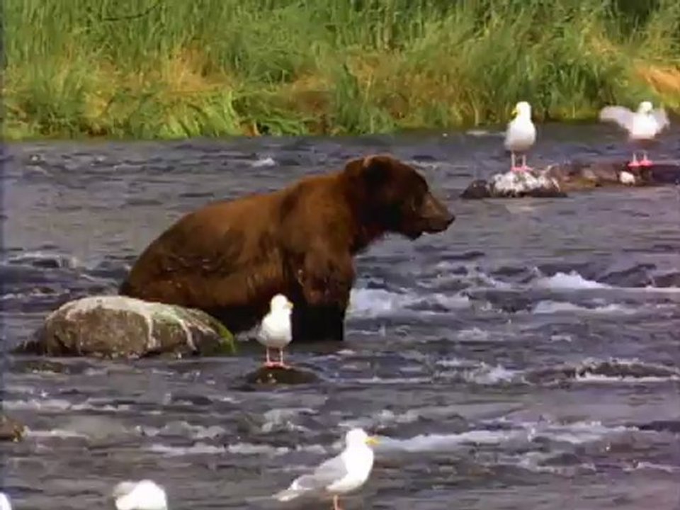 Bear /  The Crysly Bear !