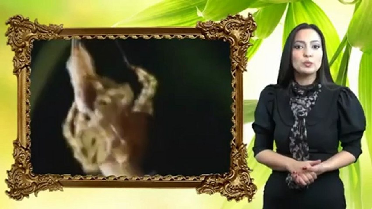 Yaradılış dəlili:Bolas hörümçəyi
