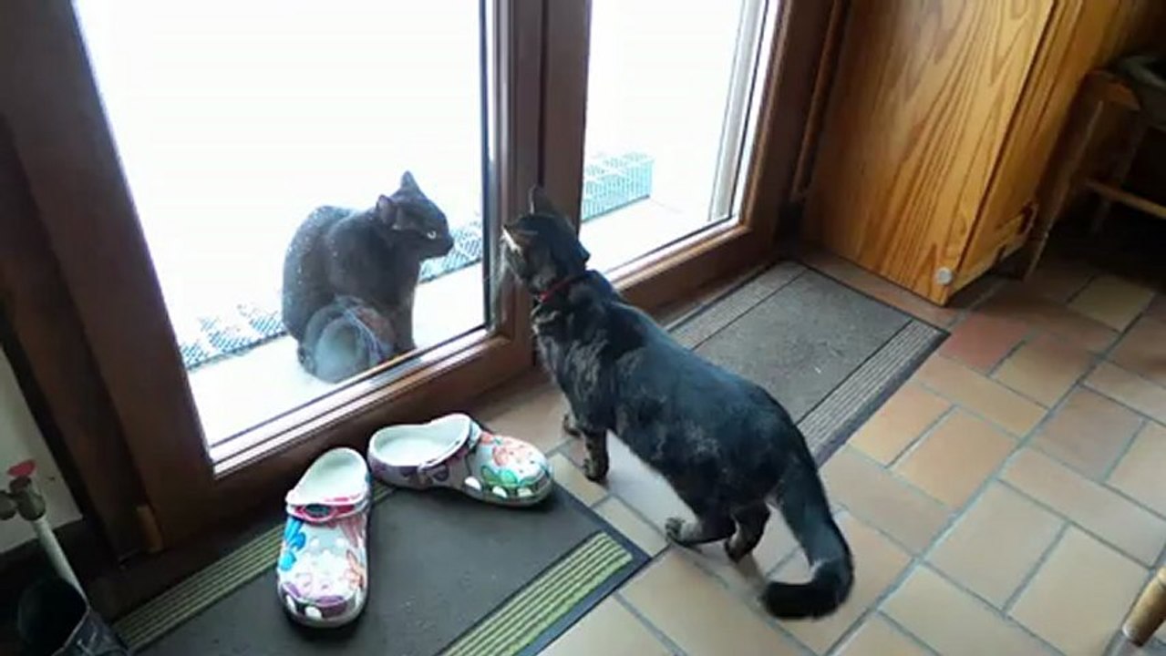 Chats