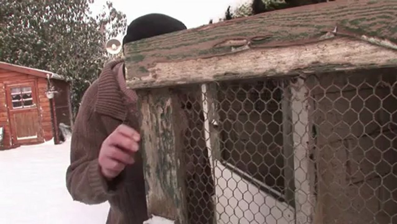 Dans le secret des combats de coqs