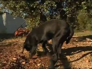 A la découverte du chien truffier (Hérault)