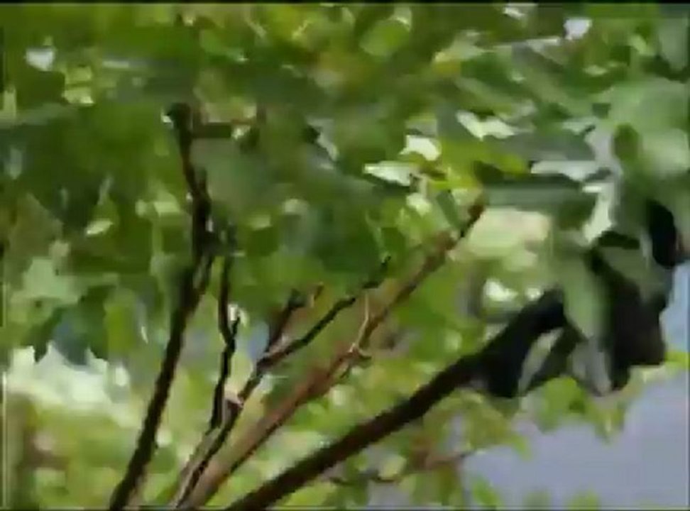 Karmate - Nayino