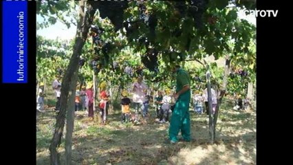 Tre: "Agricoltura riminese: campo minato..." - Icaro TV