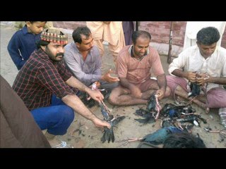 Hunting Video Prepared By ShAhZaD AsGhAr