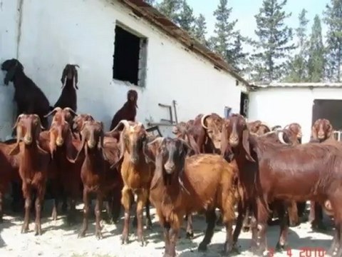 Halep keci cesitleri,sahibinden satılık halep kecileri