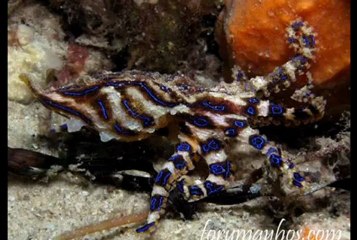 Dünya 'nın En Zehirli 7 Hayvanı - Dailymotion