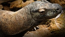 Living with Komodo Dragons | Chasing the Dragon Ep3