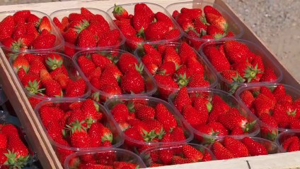 Société de production audiovisuelle QuiSproduction Aopn fraise