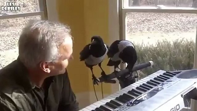 Ces deux corbeaux aiment jouer du piano avec leur maître