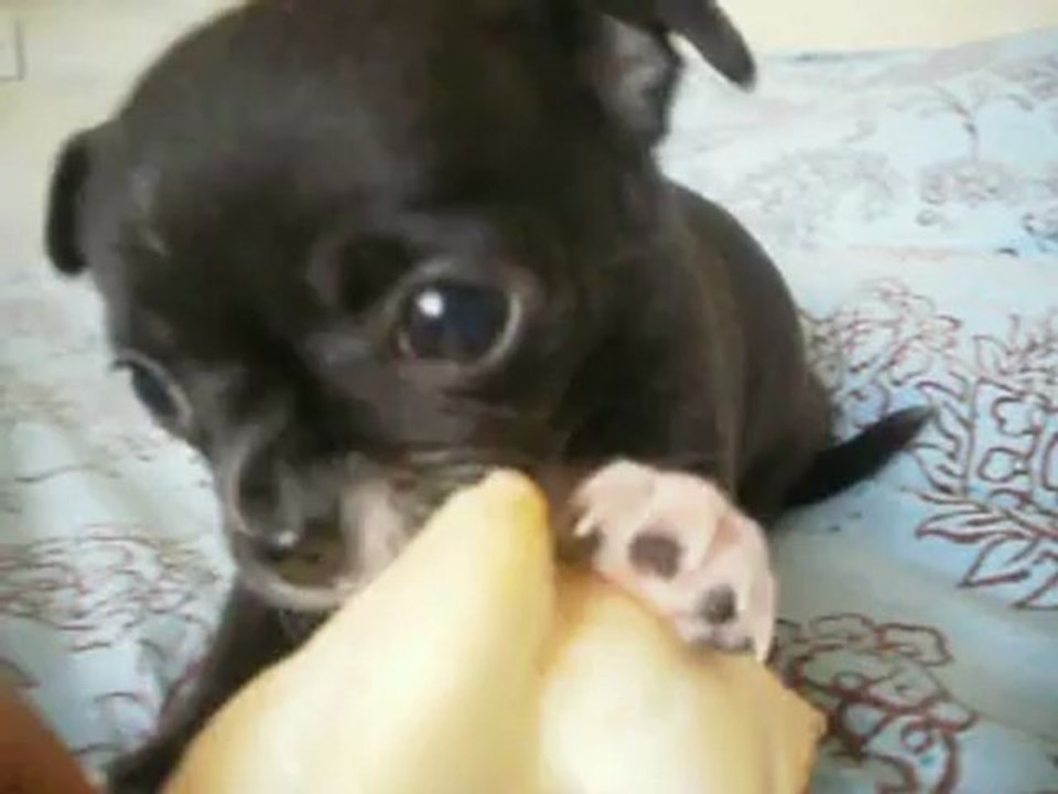 Hot boy Des dunes de keremma 7 semaines N2