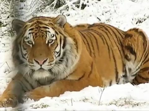 Тигры наслаждаются снегопадом в парке дикой природы