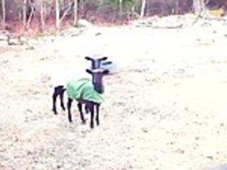 The Screaming Sheep Brothers