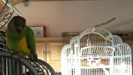 Dit cookie nono non s enerve sur les corbeaux