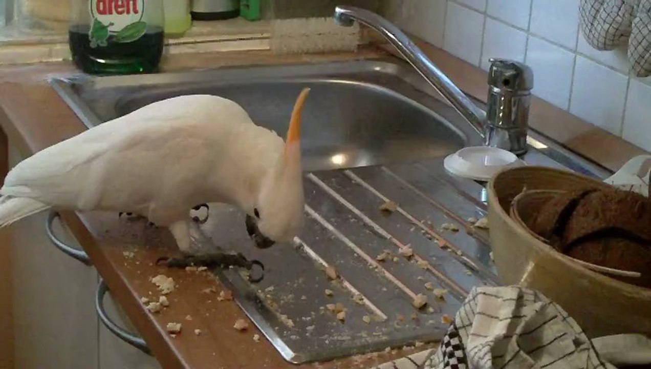 Je fais le carnage j aime bien