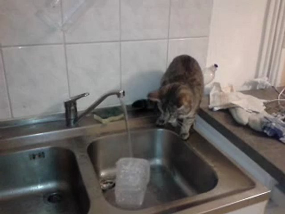 chat joue avec de l'eau