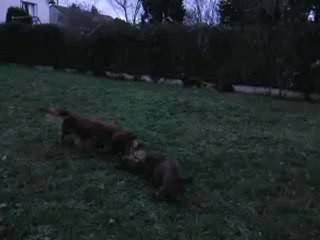 Les petites H jouent dans le jardin 21 janv