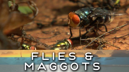 Maggots & flies consume carcass