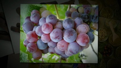 Making Use Of The Effectiveness Of Herbs For Diabetes