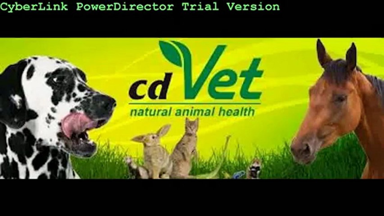 Natural raw food diet for cat. Why natural raw food diet is good for your cat?