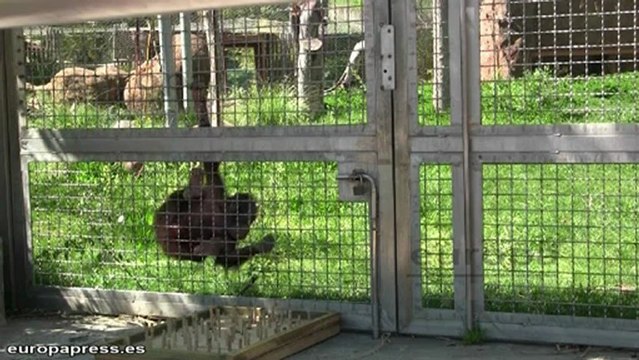 El Gobierno aprueba las ayudas militares a Malí