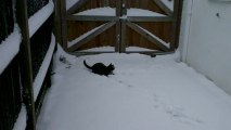 Chat découvre la neige