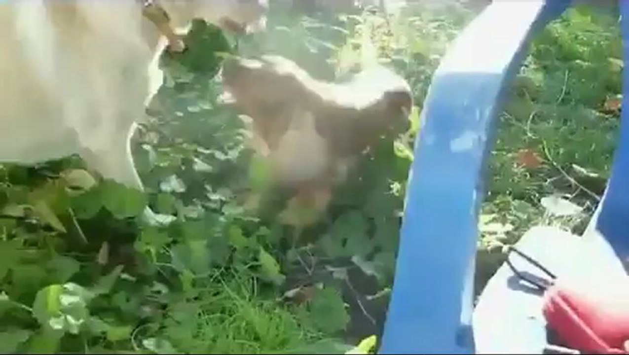 Gribouille et ses copains