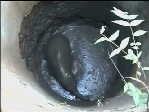 Bébé éléphant sauvé d'un puits en Inde
