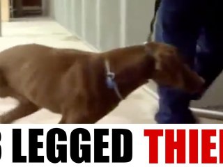 Three Legged Dog Steals from Supermarket