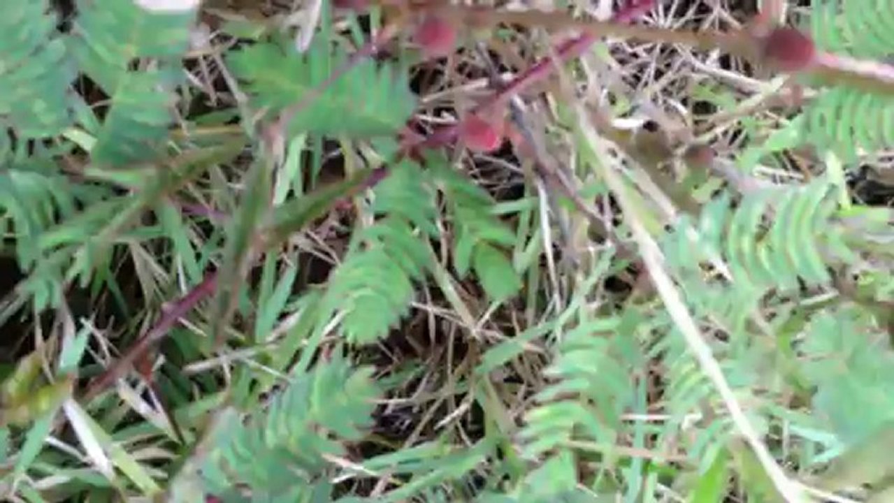Plante sensitive