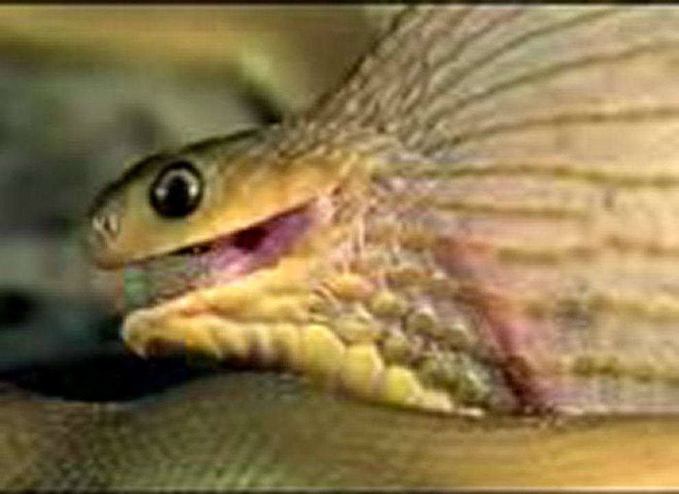 세븐럭카지노 ✣✤ＸＥＤ７００．ＣＯＭ ✤✣ 라이브룰렛