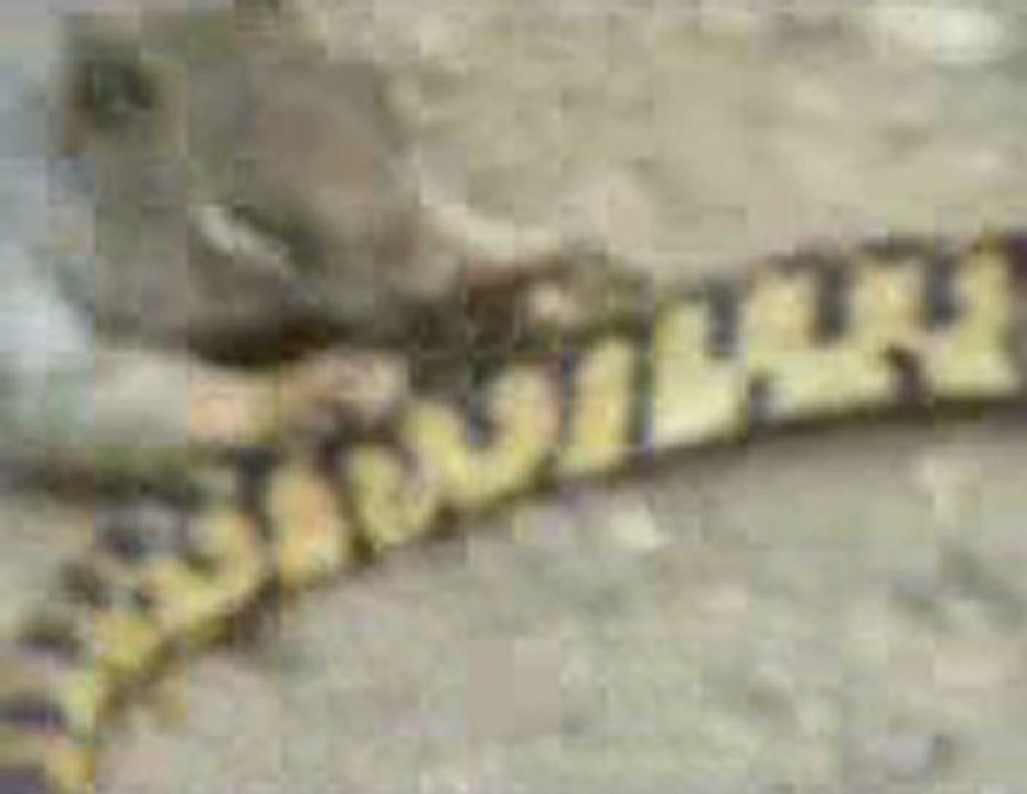 플라자카지노 ✣✤ＸＥＤ７００．ＣＯＭ ✤✣ 윈스카지노