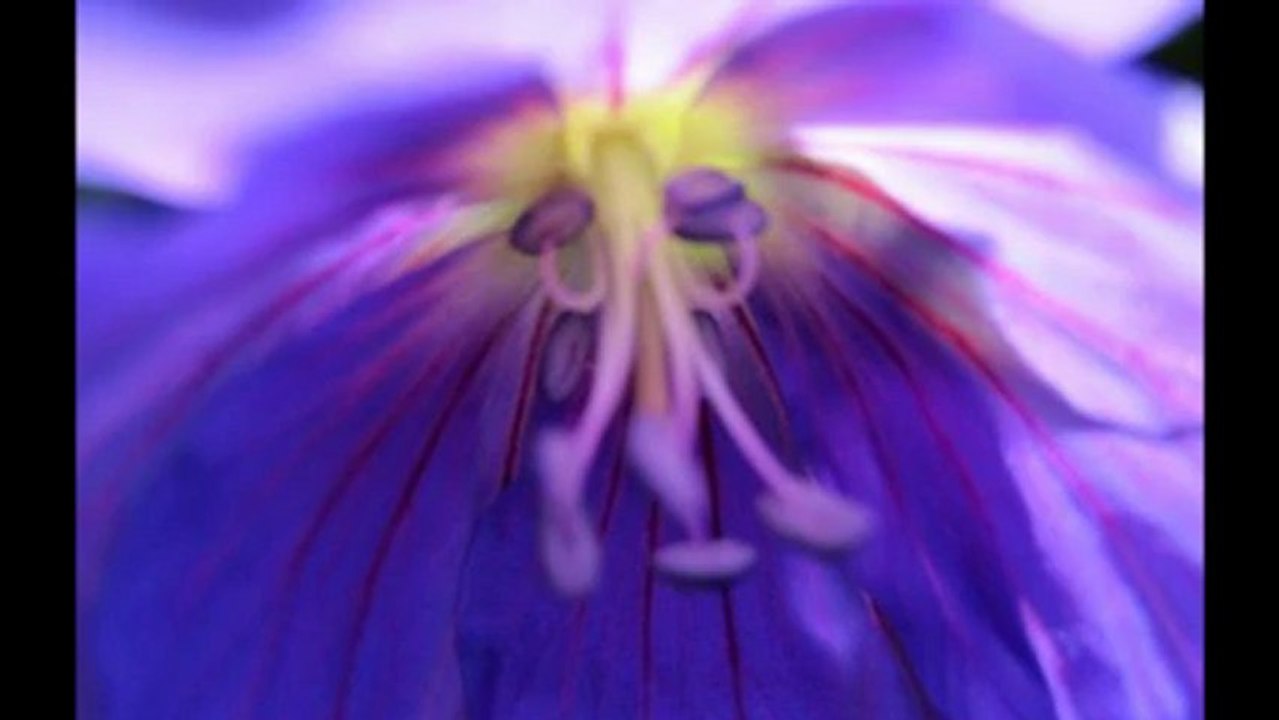 floraison