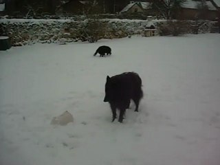 19 janvier 2013 : Hermine, et Clark en pleine zenitude