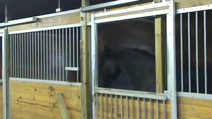 Cheval doué pour ouvrir les portes du box