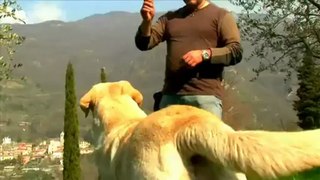 Maggie: la labrador dolce e intelligente