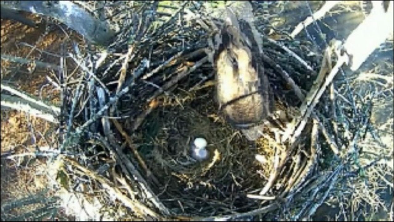 Jordan Lake Eagles, 19.01.2013. 7.50 am. Feeding