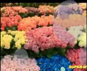 เพลง  ดอกไม้ (สุชาดิ )