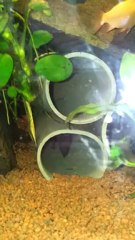 ancistrus reproduction100 % 255 * Titre