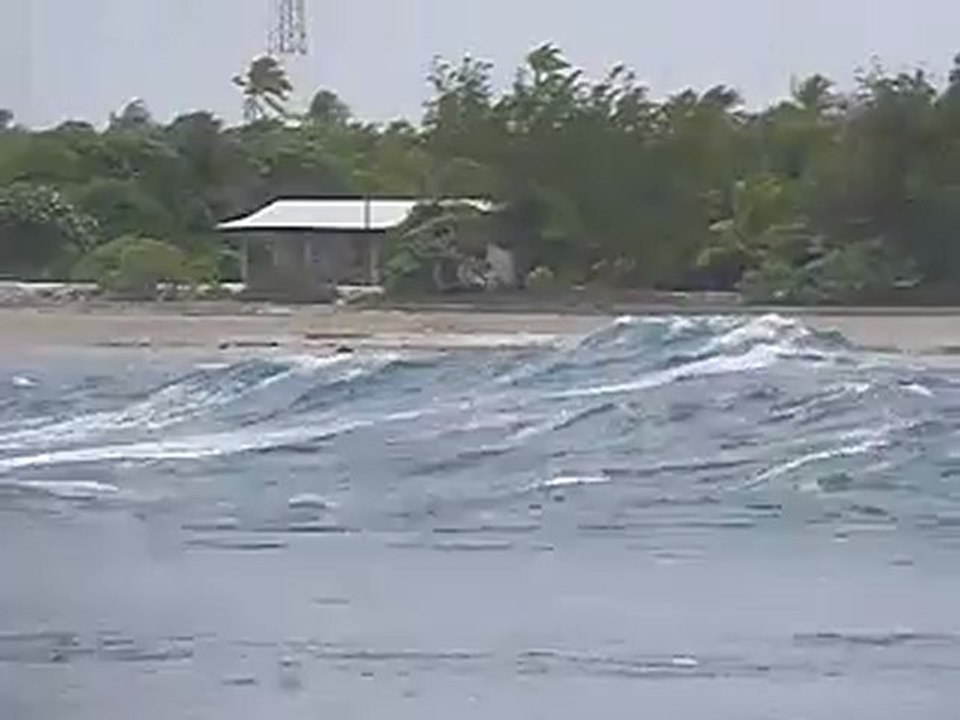 Dauphins dans la passe de Tiputa